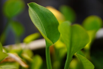 Limnocharis flava, genjer, kelayan, hyacinth is type of swamp plant that found in rice fields or shallow water.
