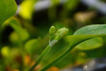 Limnocharis flava, genjer, kelayan, hyacinth is type of swamp plant that found in rice fields or shallow water.