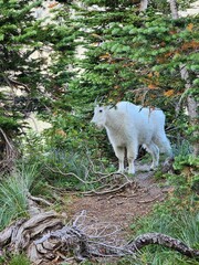 Mountain goat