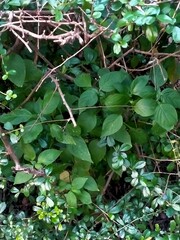 ivy on a tree