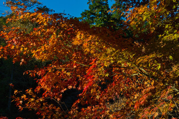 御岳渓谷の紅葉