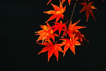 御岳渓谷の紅葉