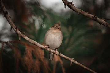 sparrow on a branch