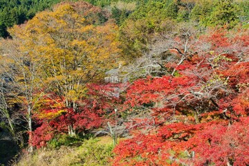 御岳渓谷の紅葉