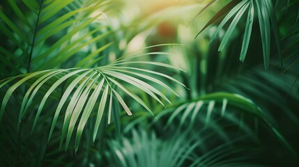 Fototapeta premium Lush Green Palm Fronds in Tropical Sunlight