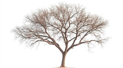 Obraz premium tree without leaves on white