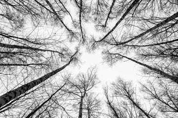 Black and white trees silhouettes on sky background. Trees crown isolated on white. View from below...