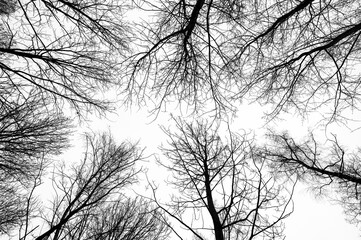 Obraz premium Black and white trees silhouettes on sky background. Trees crown isolated on white. View from below on tree branches in winter. Forest pattern texture.