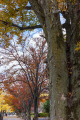 Obraz premium 日本の岡山県岡山市のとても美しい秋の紅葉