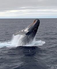 Fototapeta premium Giant Whale Breaching Ocean Surface
