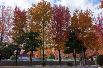 日本の岡山県岡山市のとても美しい秋の紅葉