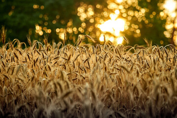 Field of brewer's barley at sunset