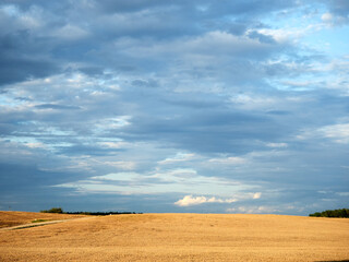 Fototapeta premium Rural pre-evening landscape. Field and sky