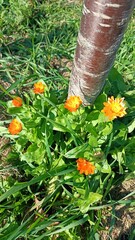 Vibrant Orange Flowers Are Flourishing and Growing Gracefully Right by a Tree Trunk Nearby