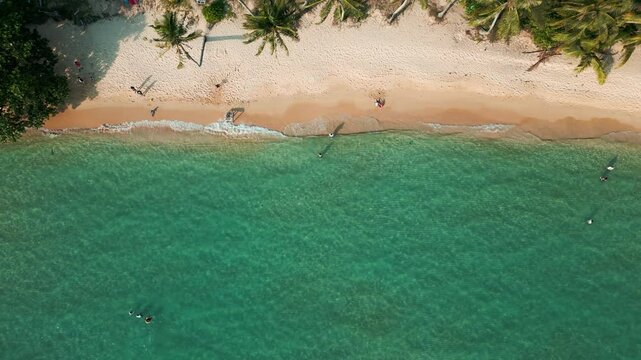 Aerial view exotic tropical white sand beach with coconut pam tree summer vacationa background