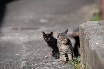 こちらを見つめる可愛い子猫