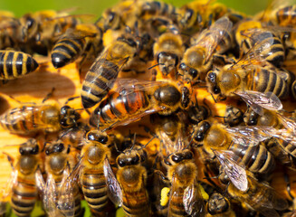Queen bee the mistress of the colony of bees.