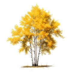 Fototapeta premium Golden autumn birch tree isolated on white.