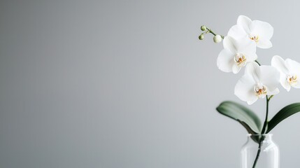 Fototapeta premium A serene arrangement of white orchids in a simple vase against a soft gray background, highlighting elegance and tranquility.