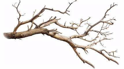 Obraz premium A dry tree branch isolated on a white background, featuring broken branches.