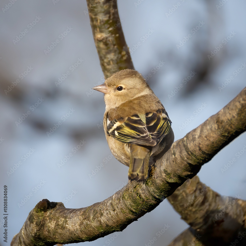 Aufkleber a female chaffinch is perched on a branch. she is looking to the left to give a profile view of her 