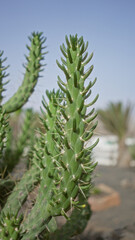 Green candelabra spurge euphorbia canariensis found outdoors in lanzarote, canary islands, daylight providing a natural background of arid landscape.
