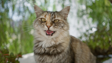 Naklejka premium Smiling cat sits outdoors during daylight against a blurred green background, showcasing a mix of curiosity and happiness.