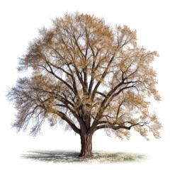 Obraz premium Large, leafless tree isolated on white background.