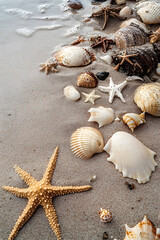 Sandy beach with collections of seashells and starfish as natural textured background for summer travel design