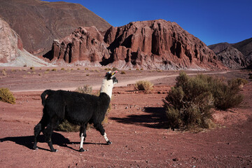 Llamas of the rainbow valley in valle del arcoiris, San Pedro De Atacama