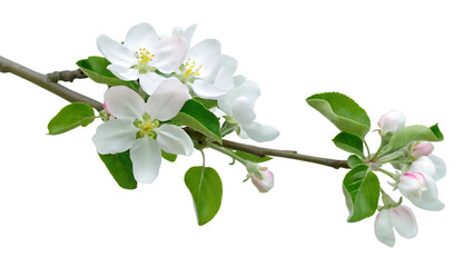 Naklejka premium Apple blossom branch flower with green leaves on white background.AI GENERATED