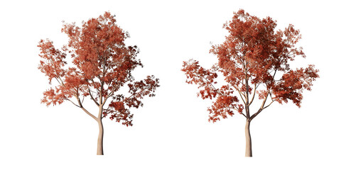 Obraz premium Autumn trees with red leaves in natural forests on white background.AI GENERATED