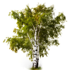 Fototapeta premium Lush green birch tree isolated on white.