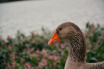 Duck with a lake in the background