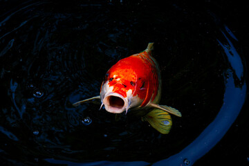 Koi fish in outdoor koi pond with mouth open.