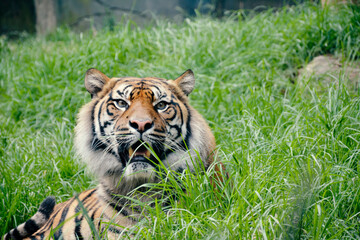 Obraz premium Tiger Sitting in Grass Field