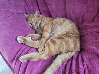Chat