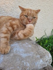 chat