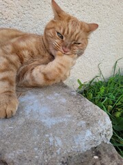 Chat