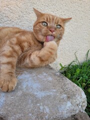 Chat