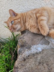 Chat