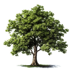 Fototapeta premium Lush green deciduous tree isolated on white. (2)