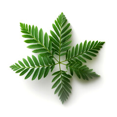 Lush green leaf isolated on white.
