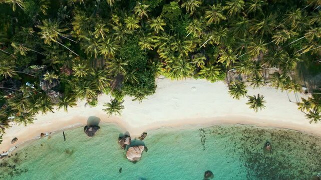 Aerial view exotic tropical white sand beach with coconut pam tree summer vacationa background