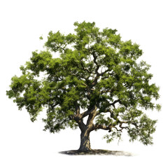 Lush green tree isolated on white. (1)