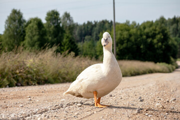 
white goose on the street with a background of grass and trees