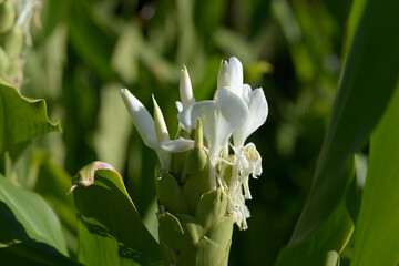 Fototapeta premium ホワイトジンジャー