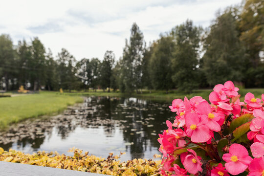 
purple flowers on the background of the lake