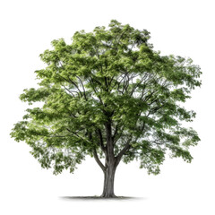 Fototapeta premium Lush green tree isolated on white.