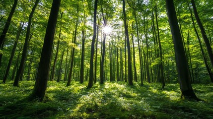 Obraz premium A quiet, winding forest path surrounded by tall trees and soft sunlight